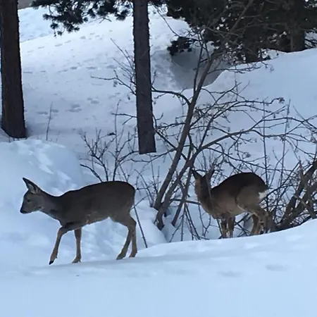 Bindschedler By Interhome Appartement *