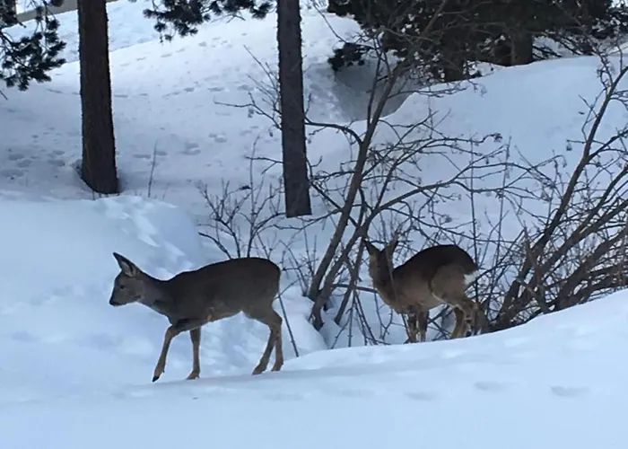 Bindschedler By Interhome Appartement *